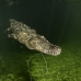 crocodile_american_nc_jar_v_0182_cub2319.jpg